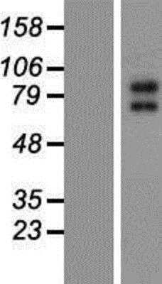 Western Blot: Kv7.2 Overexpression Lysate [NBP2-05194]