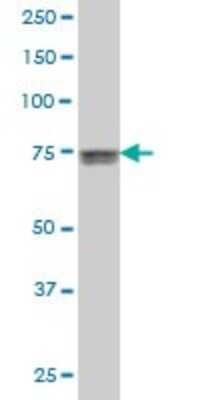 Western Blot: Kv7.4 Antibody (2H6) [H00009132-M01]