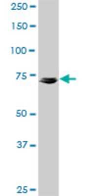 Western Blot: Kv7.4 Antibody (2H6) [H00009132-M01]