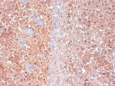 Immunohistochemistry-Frozen: Kv7.4 Antibody (S43/6) [NBP2-12899]