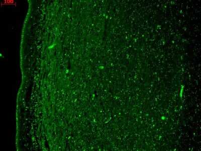 Immunohistochemistry: Kv7.4 Antibody (S43/6) [NBP2-12899]
