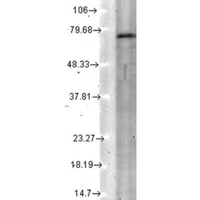 Western Blot: Kv7.4 Antibody (S43/6) [NBP2-12899]