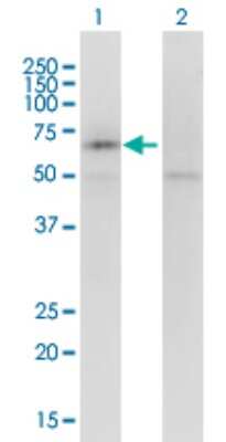 Western Blot: Kv7.5 Antibody (2E2) [H00056479-M01]