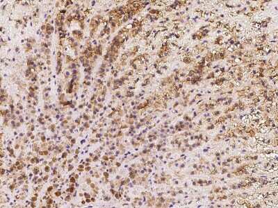 Immunohistochemistry-Paraffin: Kv7.1 Antibody [NBP2-97900]