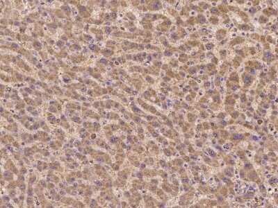 Immunohistochemistry-Paraffin: Kv7.5 Antibody [NBP2-98067]