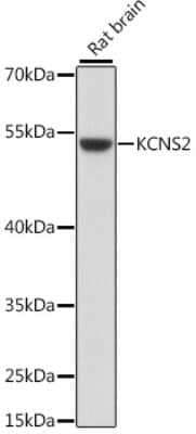 Western Blot: Kv9.2 AntibodyAzide and BSA Free [NBP3-03313]