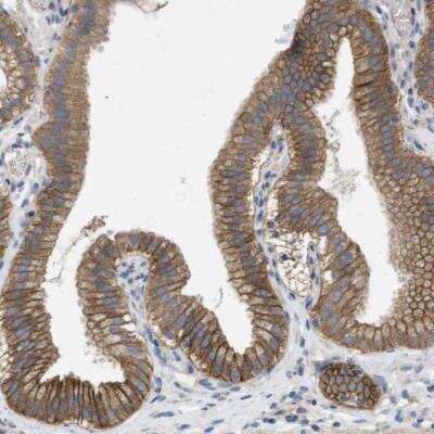 Immunohistochemistry-Paraffin: Kv9.3 Antibody [NBP1-81334]