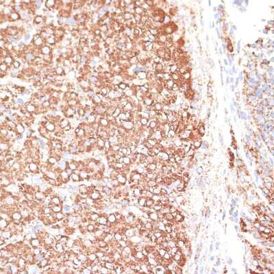 Immunohistochemistry-Paraffin: Kv9.3 Antibody - BSA Free [NBP3-03307]