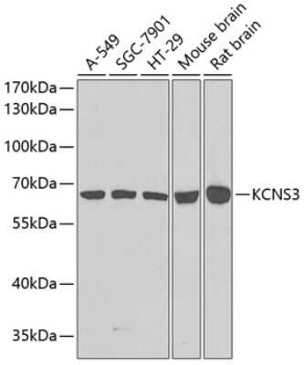 Western Blot: Kv9.3 AntibodyBSA Free [NBP3-03307]