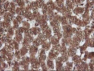 Immunohistochemistry-Paraffin: KvBeta1 Antibody (OTI4E7) [NBP2-01526]
