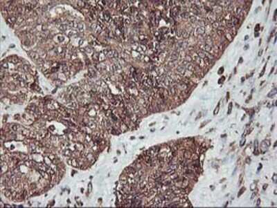 Immunohistochemistry: KvBeta1 Antibody (OTI4E7) - Azide and BSA Free [NBP2-71344]