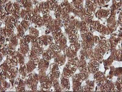Immunohistochemistry: KvBeta1 Antibody (OTI4E7) - Azide and BSA Free [NBP2-71344]