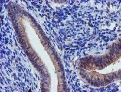 Immunohistochemistry: KvBeta1 Antibody (OTI7F12) - Azide and BSA Free [NBP2-71349]