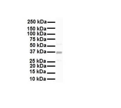 Western Blot: KvBeta2 Antibody [NBP1-80097]