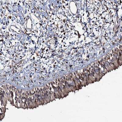 Immunohistochemistry-Paraffin: KxDL motif containing 1 Antibody [NBP1-82055]