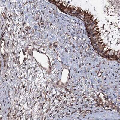 Immunohistochemistry-Paraffin: KxDL motif containing 1 Antibody [NBP1-82056]