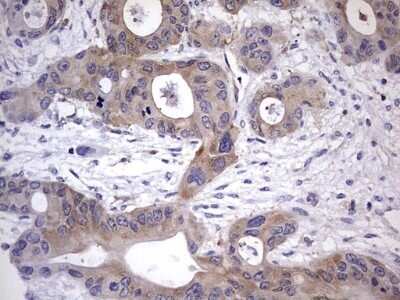Immunohistochemistry: Kynureninase Antibody (OTI1H1) - Azide and BSA Free [NBP2-71400]