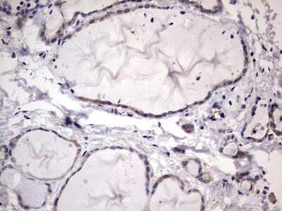 Immunohistochemistry: Kynureninase Antibody (OTI1H1) - Azide and BSA Free [NBP2-71400]