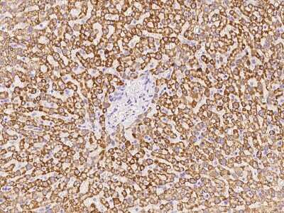 Immunohistochemistry-Paraffin: Kynurenine 3-Monooxygenase/KMO Antibody [NBP2-97709]