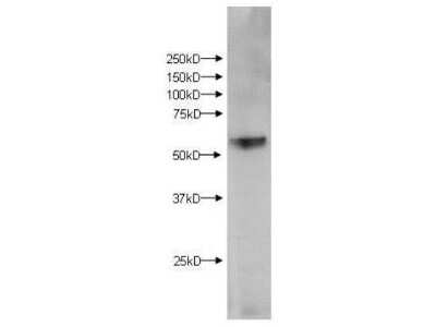 Western Blot: Kynurenine 3-Monooxygenase/KMO Antibody [NBP1-44263]