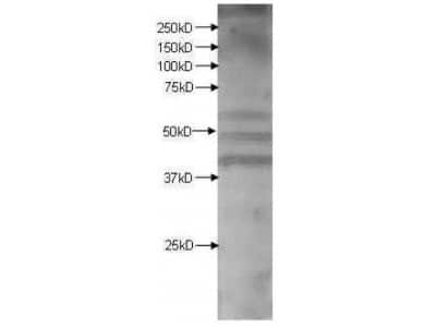 Western Blot: Kynurenine 3-Monooxygenase/KMO Antibody [NBP1-44264]