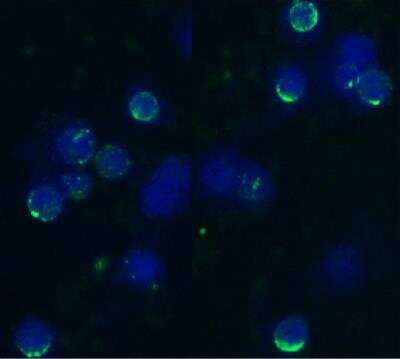 Immunocytochemistry: L-Selectin/CD62L Antibody (IVA94) - BSA Free [NB500-497]