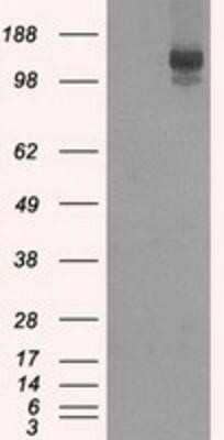 Western Blot: L1CAM Antibody (OTI2A6)Azide and BSA Free [NBP2-71097]