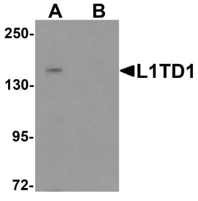 Western Blot: L1TD1 AntibodyBSA Free [NBP2-81960]