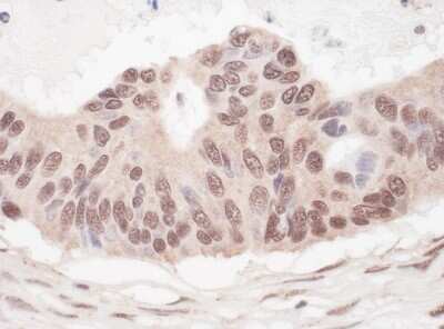 Immunohistochemistry-Paraffin: L3MBTL2 Antibody [NBP1-49965]