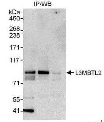 Immunoprecipitation: L3MBTL2 Antibody [NBP1-49965]