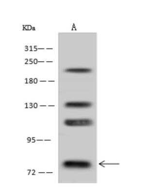 Western Blot: L3MBTL2 Antibody [NBP3-06352]