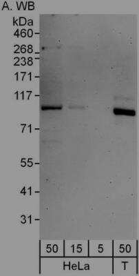 Immunoprecipitation: L3MBTL3 Antibody [NBP1-47314]