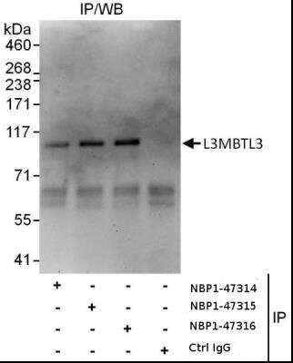 Immunoprecipitation: L3MBTL3 Antibody [NBP1-47315]