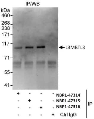 Immunoprecipitation: L3MBTL3 Antibody [NBP1-47316]