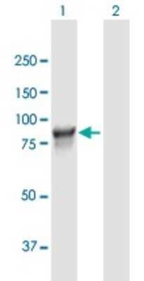 Western Blot: L3MBTL3 Antibody [H00084456-B01P]