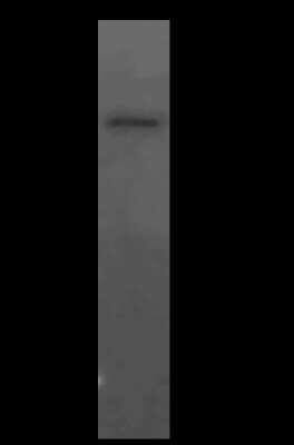 Immunoprecipitation: LACC1 Antibody [NBP2-99134]