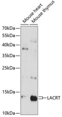 Western Blot: LACRT AntibodyAzide and BSA Free [NBP3-03912]