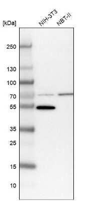 Western Blot: LACTB Antibody [NBP1-91701]