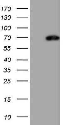 Western Blot: LAG-3 Antibody (OTI8F6)Azide and BSA Free [NBP2-71112]