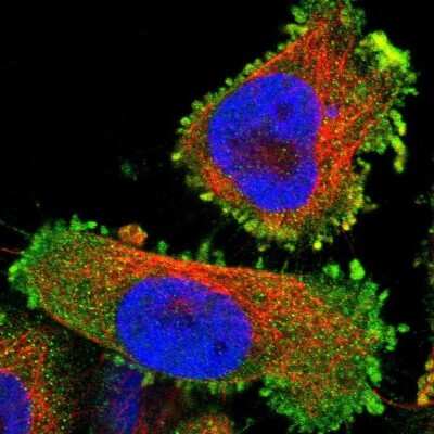 Immunocytochemistry/ Immunofluorescence: LAIR1 Antibody [NBP1-84590]
