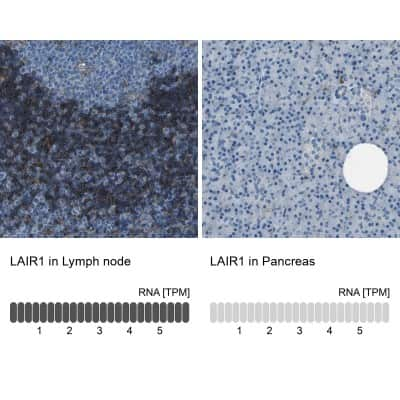 Immunohistochemistry-Paraffin: LAIR1 Antibody [NBP1-84590]