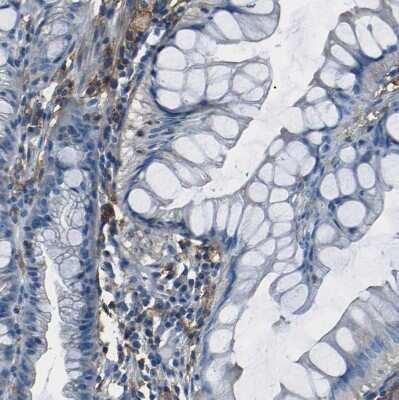 Immunohistochemistry-Paraffin: LAIR1 Antibody [NBP1-84590]