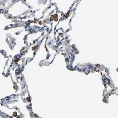 Immunohistochemistry-Paraffin: LAIR1 Antibody [NBP1-84590]