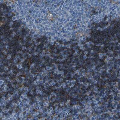 Immunohistochemistry-Paraffin: LAIR1 Antibody [NBP1-84590]