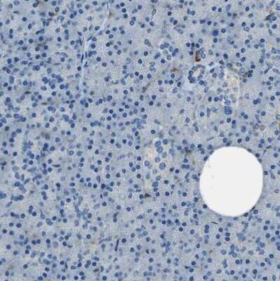 Immunohistochemistry-Paraffin: LAIR1 Antibody [NBP1-84590]