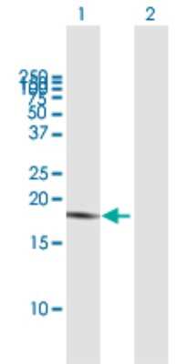 Western Blot: LAIR2 Antibody [H00003904-B01P]