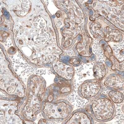 Immunohistochemistry-Paraffin: Laminin Antibody [NBP2-34181]