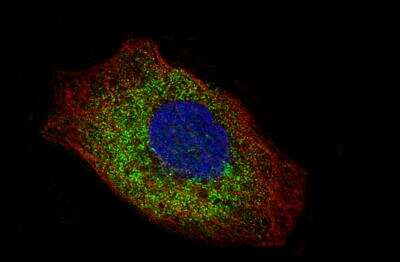 Immunocytochemistry/ Immunofluorescence: LAMC2 Antibody (CL2980) [NBP2-42388]