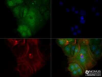 Immunocytochemistry/ Immunofluorescence: LAMP-1/CD107a Antibody (5E7) - Azide and BSA Free [NBP2-80824]