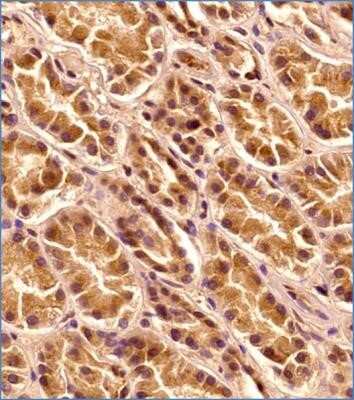 Immunohistochemistry-Paraffin: LAMP-1/CD107a Antibody (5E7) - Azide and BSA Free [NBP2-80824]
